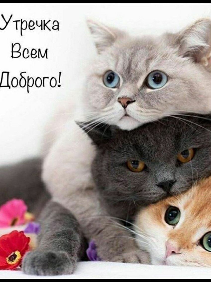 Добрая кошка