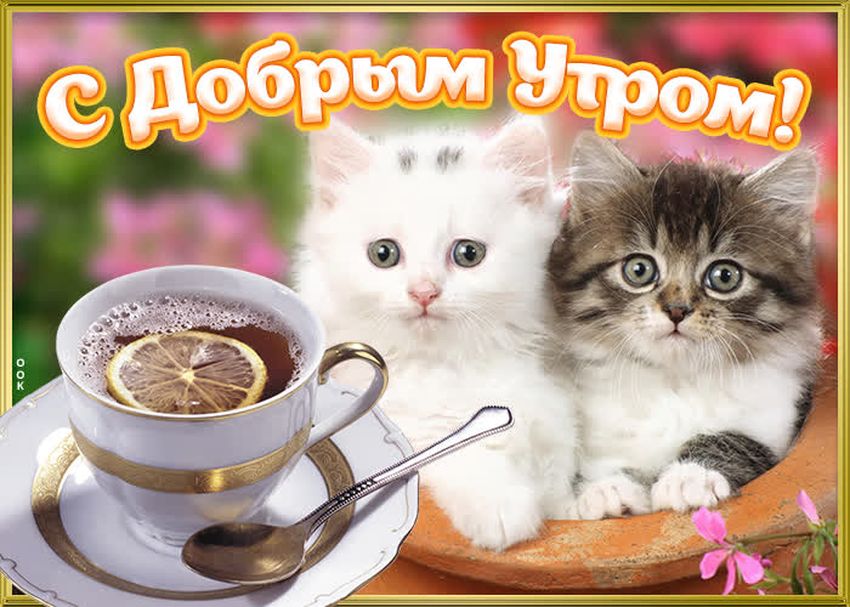 С добрым утром котики