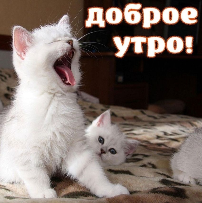 Котики доброе утро