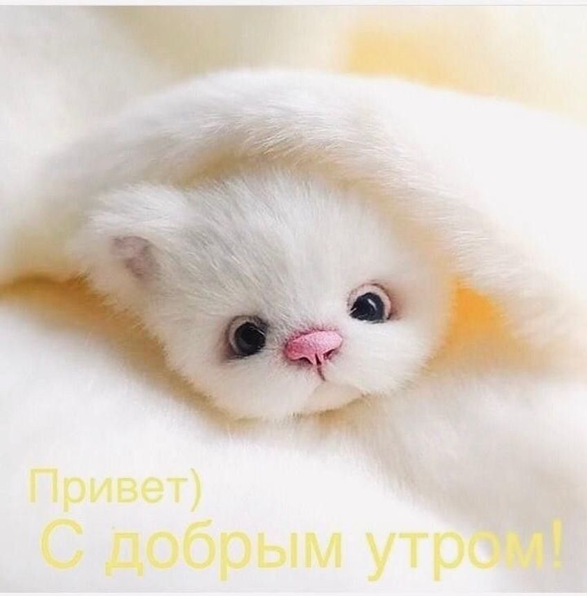 Нежное утро котик