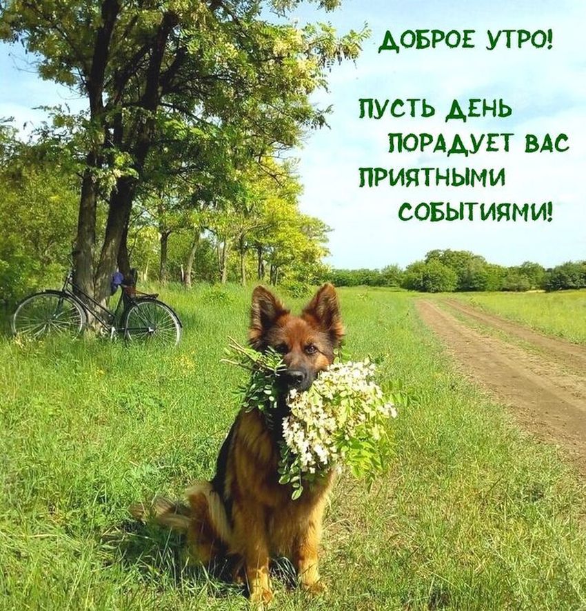 Собака на природе