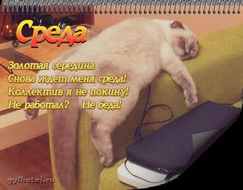 Уставший кот