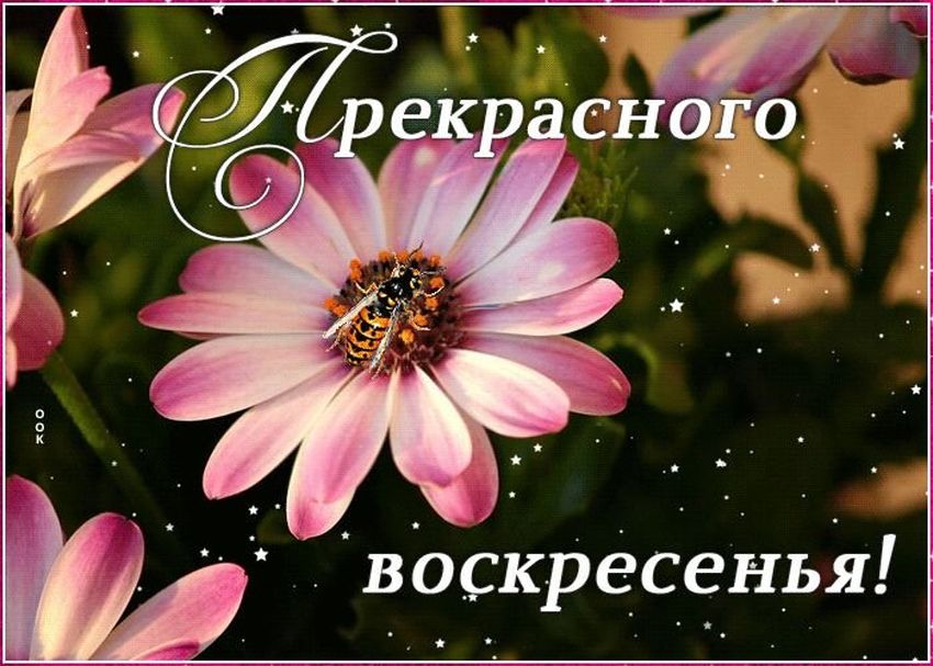 Отличного воскресенья