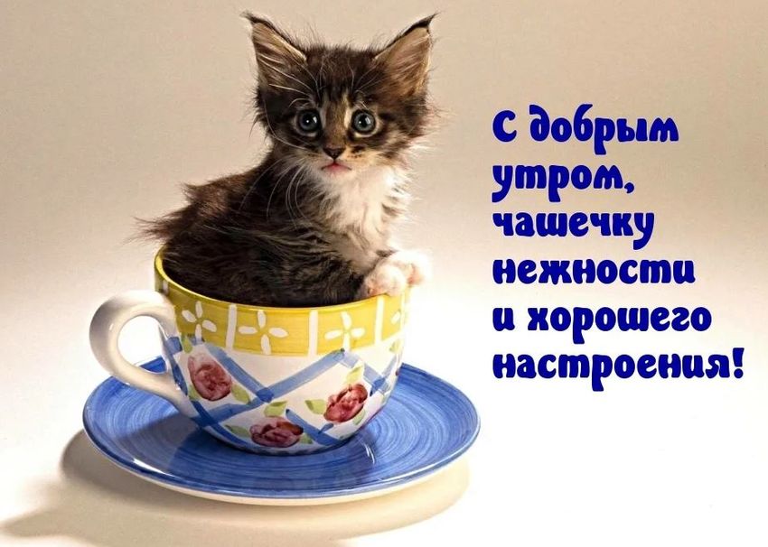 Коты с добрым утром