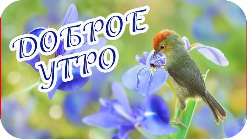 Весна доброе утро